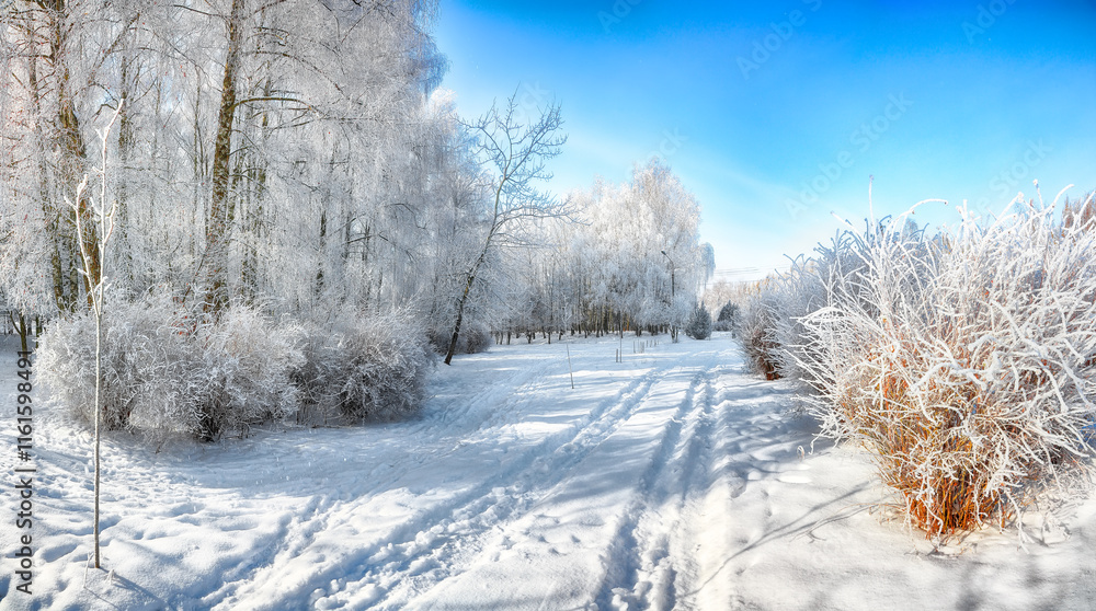 Majestic landscape with snow-covered trees in the city park. Majestic landscape with snow-covered trees in the city park.