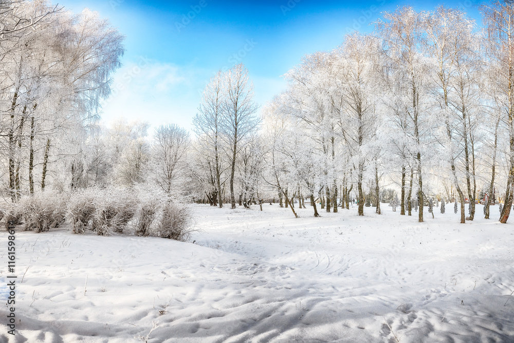Fototapeta premium Picturesque landscape with snow-covered trees in the city park.