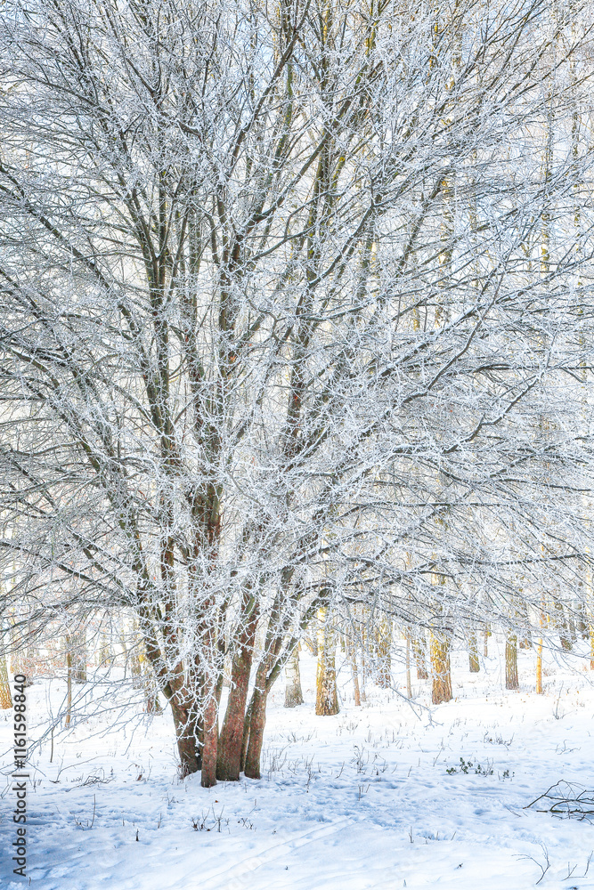 Picturesque landscape with snow-covered trees in the city park. Picturesque landscape with snow-covered trees in the city park.