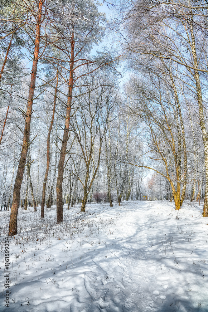 Incredible landscape with snow-covered trees in the city park. Incredible landscape with snow-covered trees in the city park.