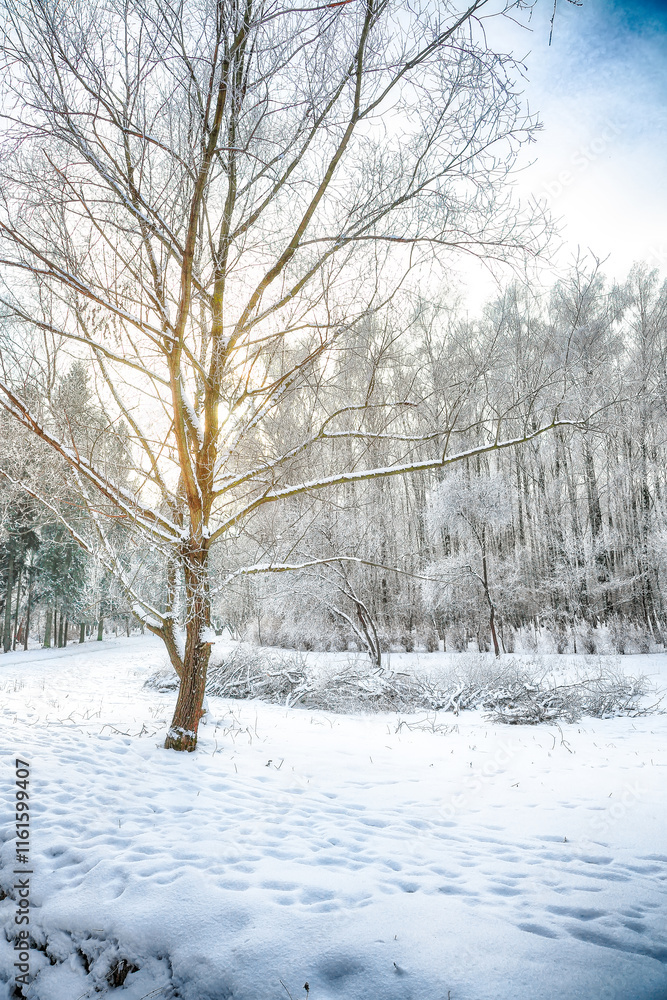 Incredible landscape with snow-covered trees in the city park. Incredible landscape with snow-covered trees in the city park.