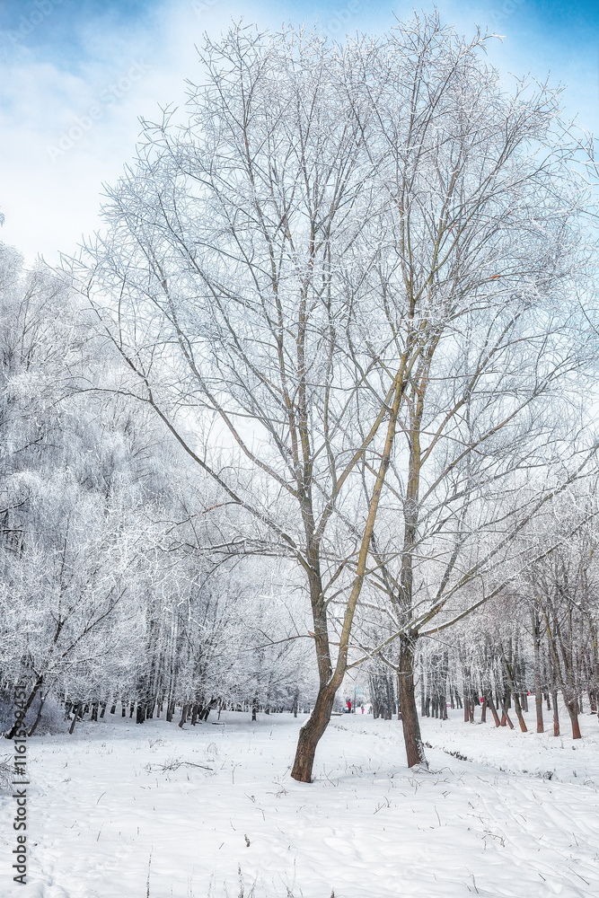 Majestic landscape with snow-covered trees in the city park. Majestic landscape with snow-covered trees in the city park.
