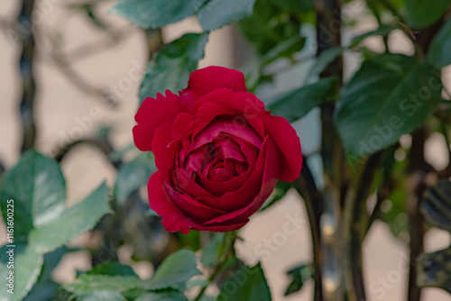 Wallpaper Mural When the red rose flowers are in full bloom, a close-up of the rose flowers Torontodigital.ca