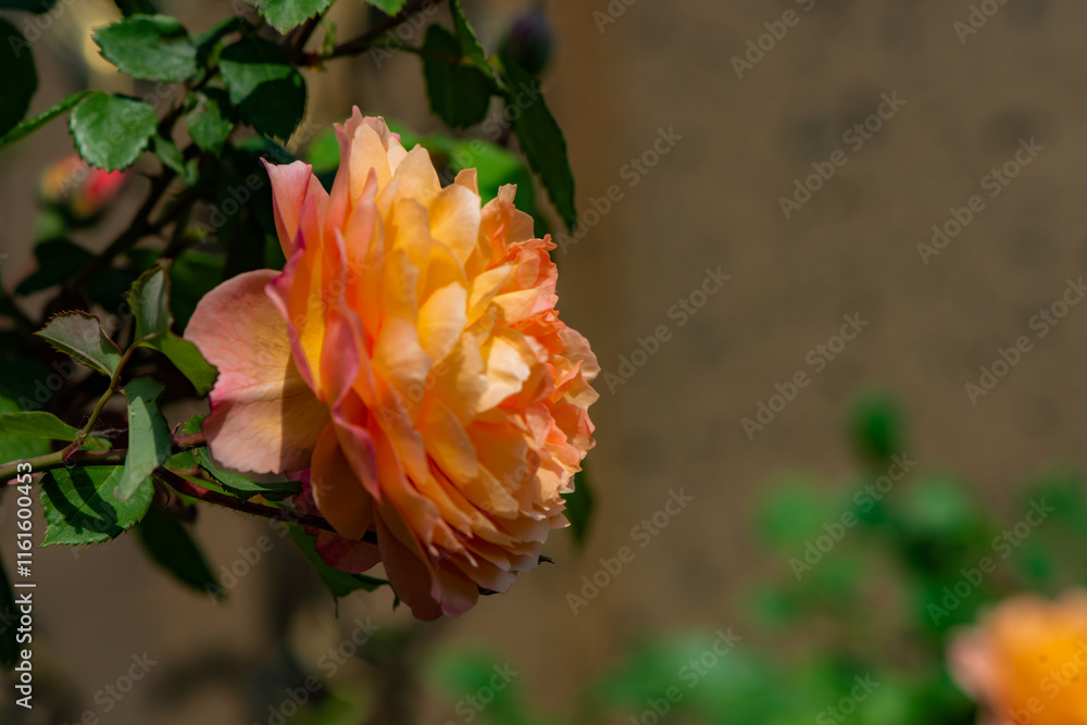Obraz premium When the red rose flowers are in full bloom, a close-up of the rose flowers