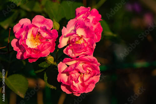 When the red rose flowers are in full bloom, a close-up of the rose flowers