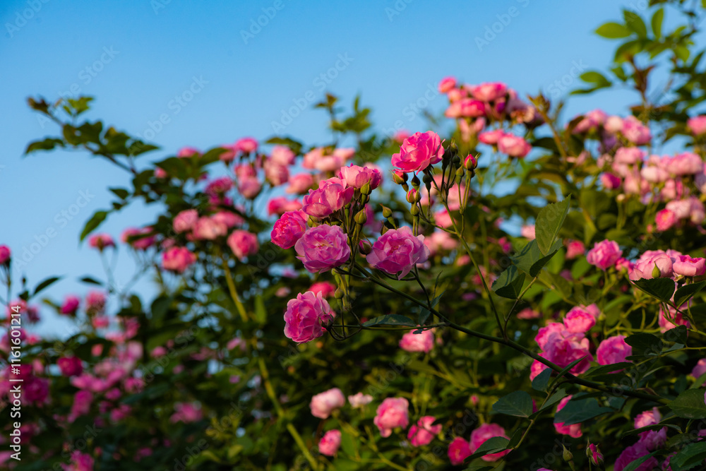 When the red rose flowers are in full bloom, a close-up of the rose flowers When the red rose flowers are in full bloom, a close-up of the rose flowers