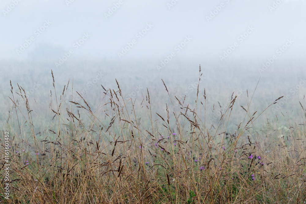 Obraz premium Summer-dry grass straws on a meadow in mist on a late summer evening in rural Estonia, Northern Europe