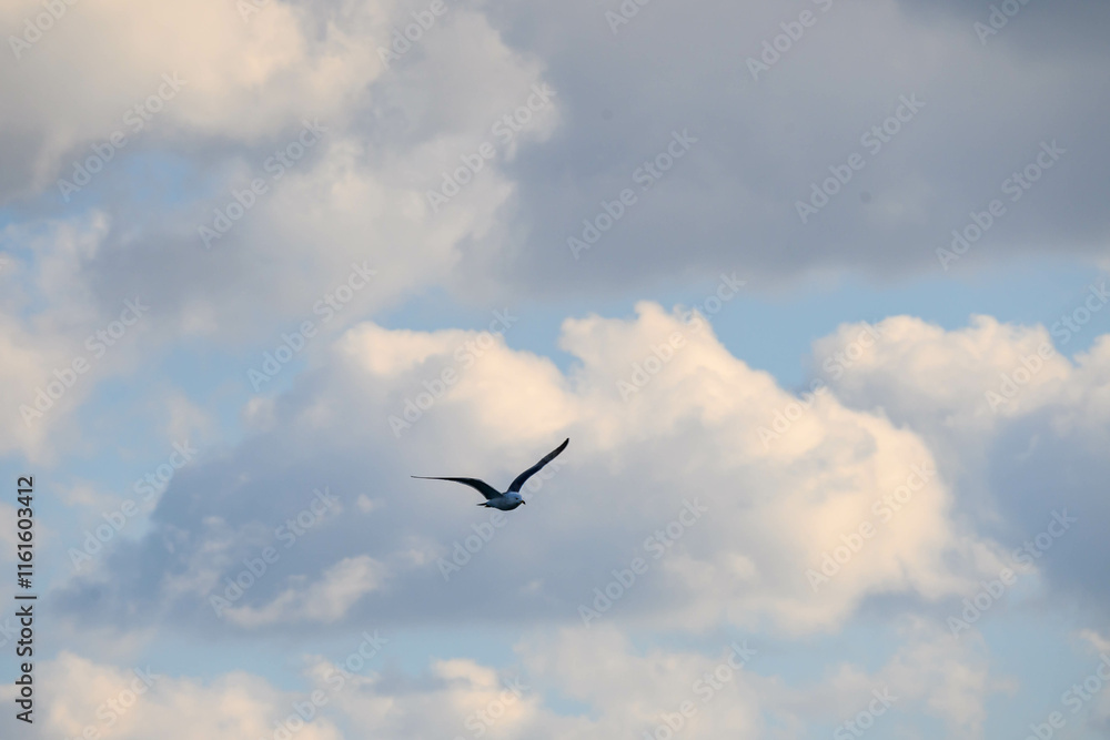 冬の海で空を飛ぶカモメ
