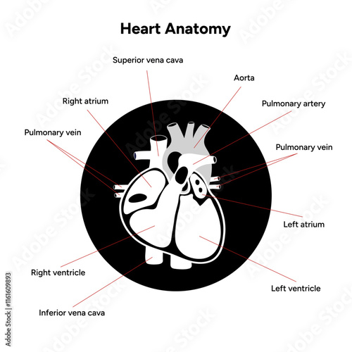 Human Heart Anatomy artery aorta capillary vein