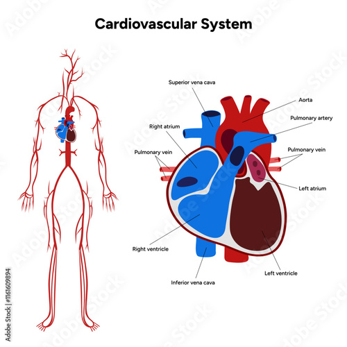 Cardiovascular human system medical diagram