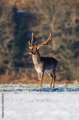 Photos A solitary deer with impressive antlers stands gracefully on a frosty plain, the sunlight highlighting its majestic stature against a blurred, natural backdrop