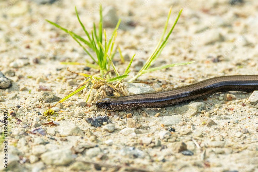 Closeup of a legless lizard, the Common slow-worm moving on a gravel road during a summer day in Estonia, Northern Europe Closeup of a legless lizard, the Common slow-worm moving on a gravel road during a summer day in Estonia, Northern Europe