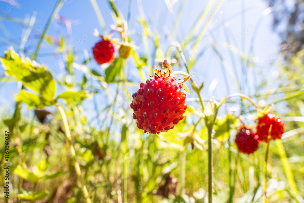 A wide-angle closeup of ripe Wild strawberries on a meadow during a sunny summer day in rural Estonia, Northern Europe A wide-angle closeup of ripe Wild strawberries on a meadow during a sunny summer day in rural Estonia, Northern Europe