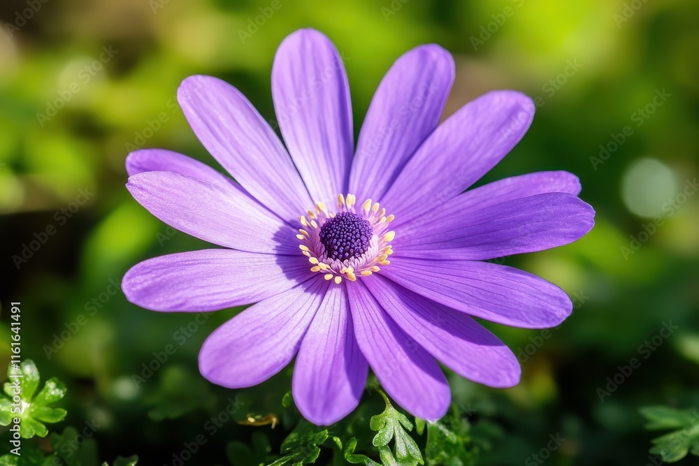 Obraz premium detailed observation of Anemone blanda identified