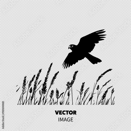 A majestic bird of prey soaring gracefully above tall grass, silhouetted against a bright white background.