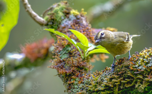 Closeup of a yellow-winged vireo perched on a tree branch. photo