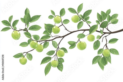 Illustration of green plum tree branch and fruits