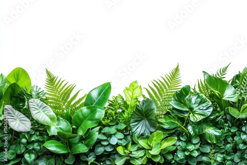 Indoor floral display featuring tropical green foliage Monstera palm rubber plant pine bird s nest fern on a white background Thailand with clipping path photo