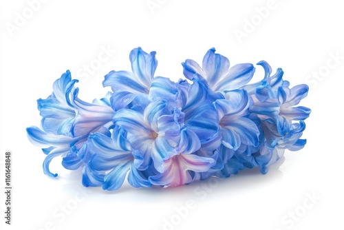 Isolated blue hyacinth on white backdrop photo