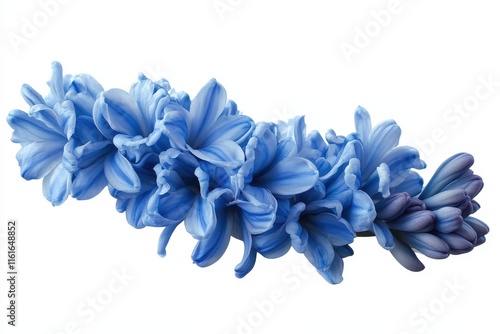 isolated blue hyacinth on white background photo