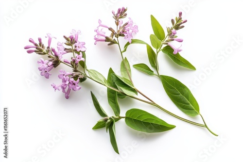 Lemon verbena set against a white backdrop photo