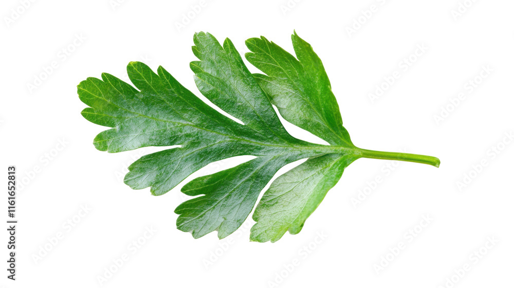 Green leaf, transparent background Green leaf, transparent background