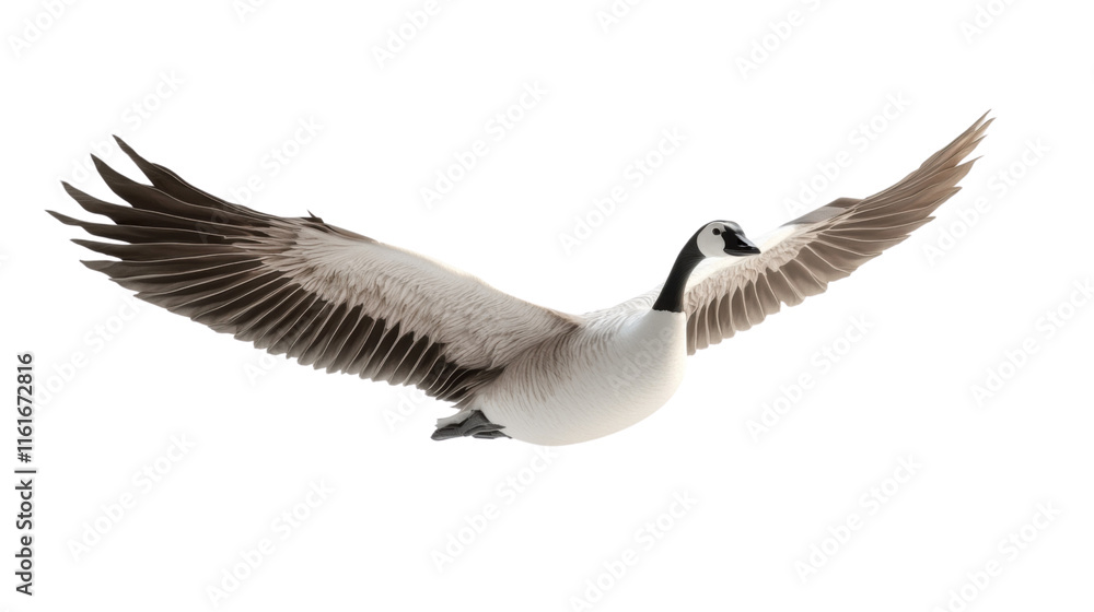 Fototapeta premium Goose, transparent background