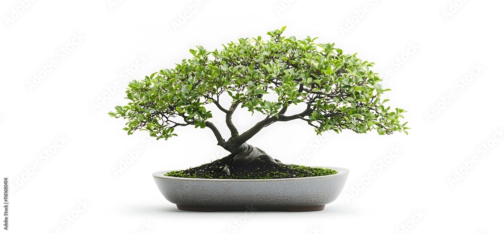 A bonsai tree in a decorative pot, symbolizing nature and tranquility. A bonsai tree in a decorative pot, symbolizing nature and tranquility.