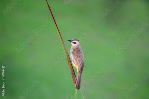 A yellow-vented bulbul perching on a stem. Photographed in the western part of Singapore. photo