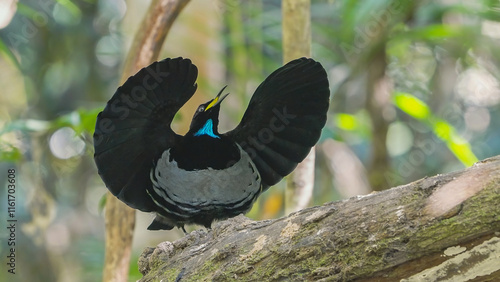 a male victoria's riflebird shows its yellow throat and raises its wing in a mating display on a log at lake eacham in nth qld, australia