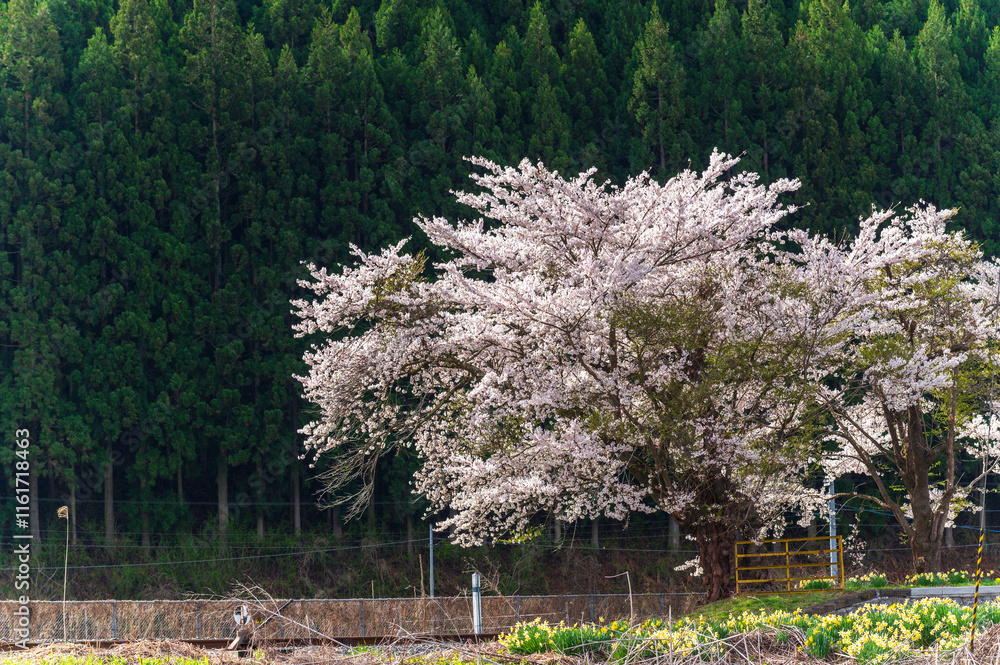 Japanese Cherry Blossom or Sakura and natural rural country train staion with blue sky day in Iwate, Japan