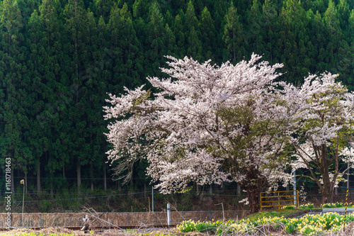 Obraz na płótnie Japanese Cherry Blossom or Sakura and natural rural country train staion with blue sky day in Iwate, Japan w salonie