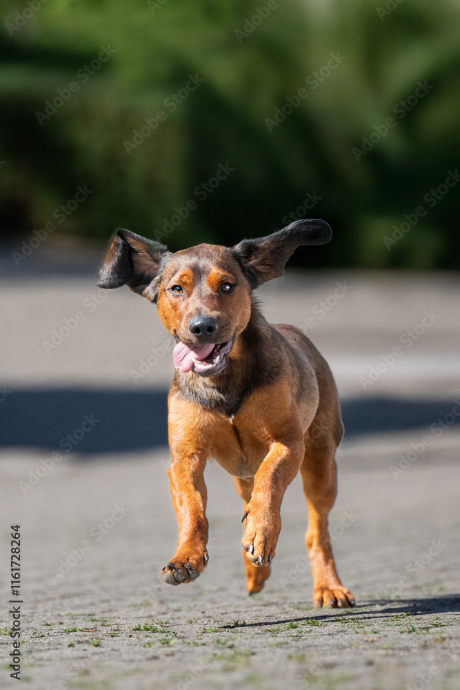 Alpenländische Dachsbracke in Aktion – Jagdhund mit Charakter Alpenländische Dachsbracke in Aktion – Jagdhund mit Charakter