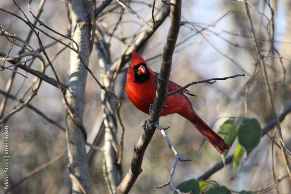 Cardinal