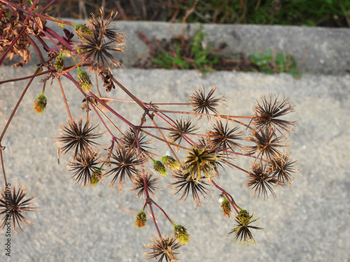 Bidens bipinnata photo