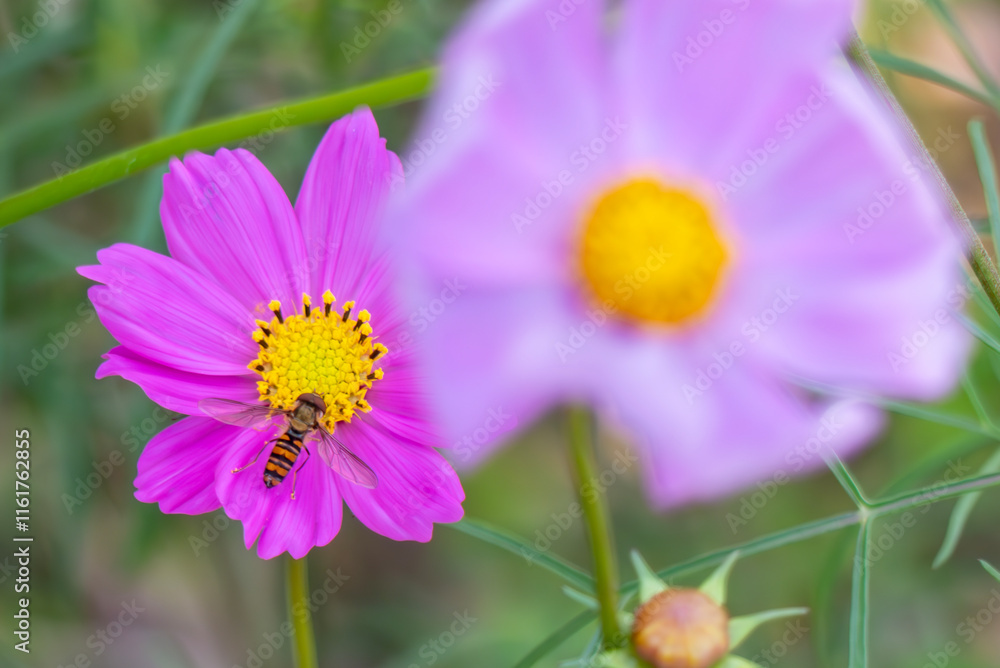 Fototapeta premium ピンクのきれいな花にやってきた虫