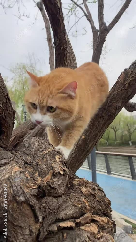 Adorable cat, active playful kitten, cat meowing, cute funny kitty Adorable cat, active playful kitten, cat meowing, cute funny kitty