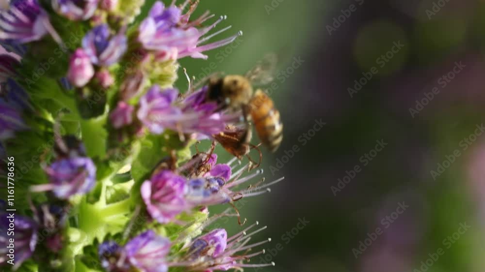 Honey work bees collect pollen with small flowers, Close-up, slow motion 4K Honey work bees collect pollen with small flowers, Close-up, slow motion 4K