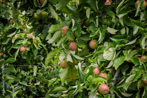 New Zealand apple orchard close up, seasonal workers