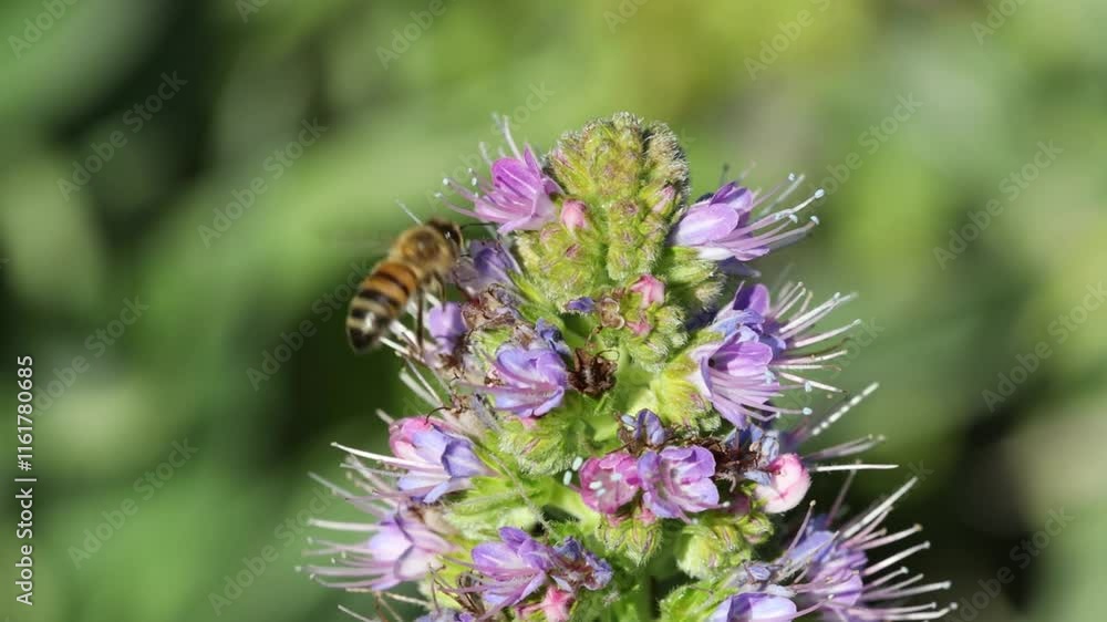 Honey work bees collect pollen with small flowers, Close-up, slow motion 4K