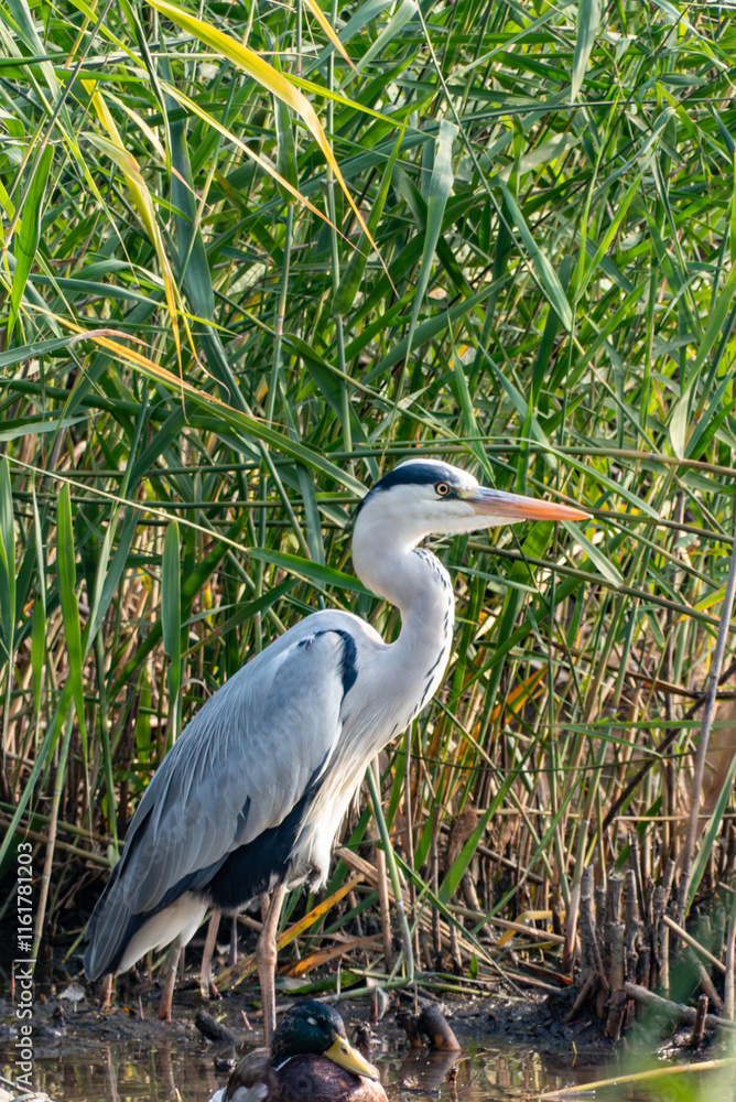 水辺にたたづむアオサギ