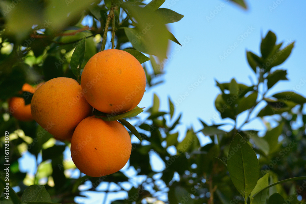 Navel Orange Navel Orange