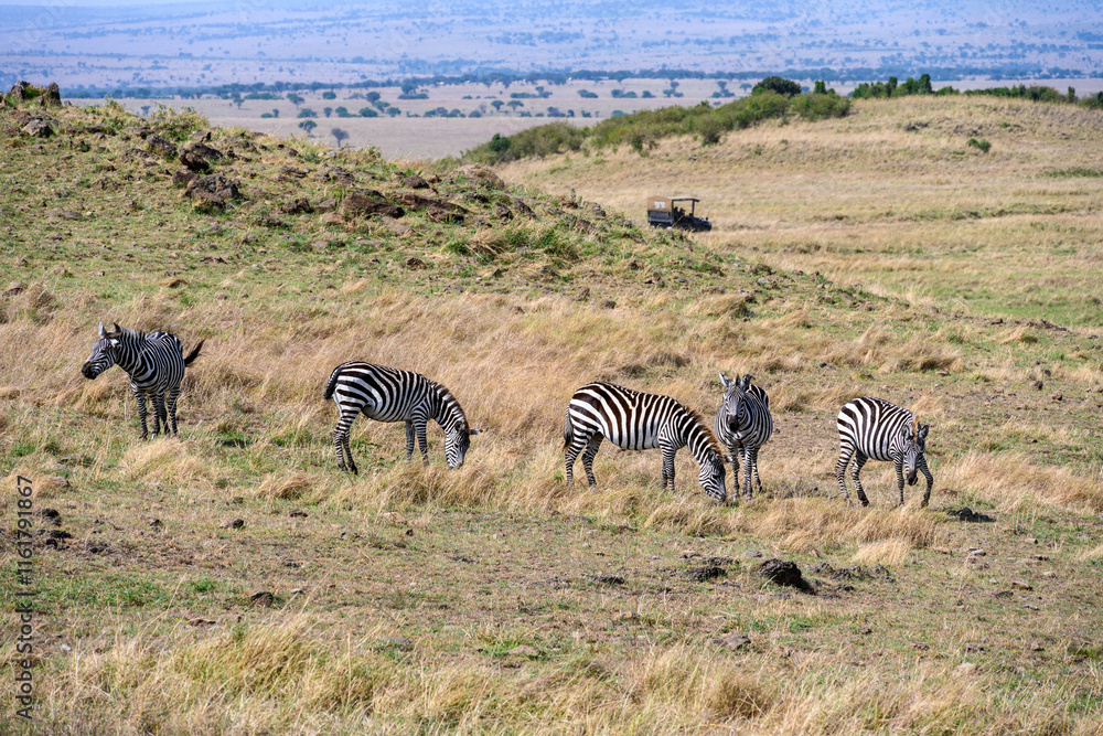 Wild zebras grazing on a dry hillside with safari vehicle in background, Maasai Mara National Reserve, African wildlife adventure safari in Kenya
Wild zebras grazing on a dry hillside with safari vehicle in background, Maasai Mara National Reserve, African wildlife adventure safari in Kenya