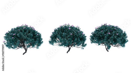 Texas sage flower bush on transparent background png. 3D rendering
