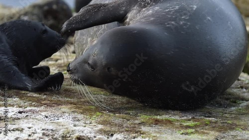 Newborn sea seal seeking nipples and sucks milk, at the La Jolla cove, slow motion 4K