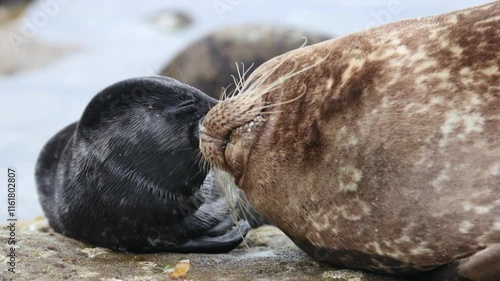 Newborn sea seal seeking nipples and sucks milk, at the La Jolla cove, slow motion 4K
