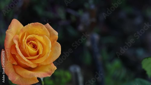 Close-up of a golden rose, slow motion, 4k video