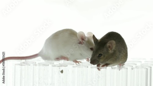 Obese and healthy control mice play around glass tubes, slow motion 4K