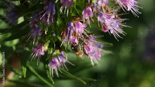 Honey work bees collect pollen with small flowers, Close-up, slow motion 4K