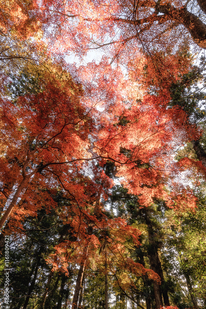 紅葉最盛期の成田山新勝寺
